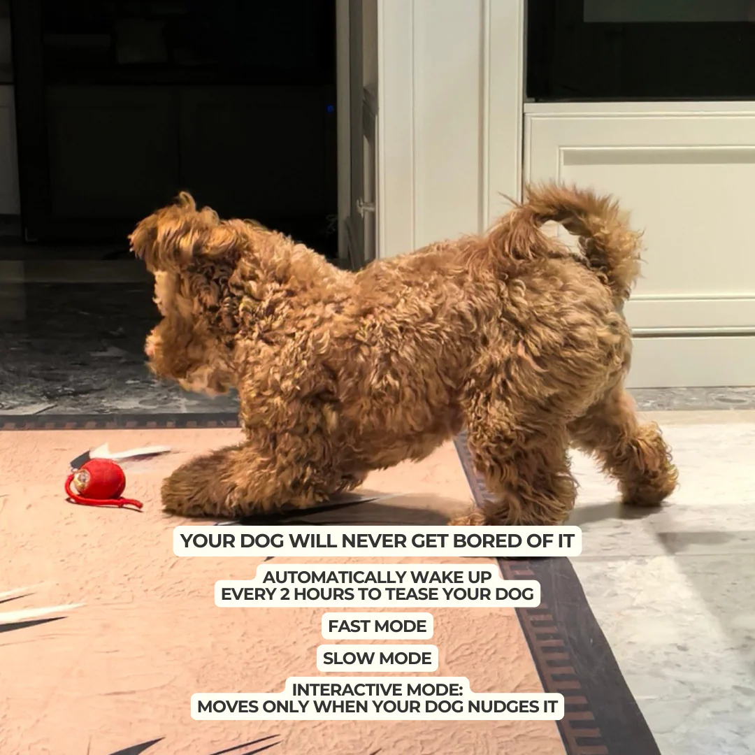 Dog Toy | Automatic Rolling Interactive Ball
