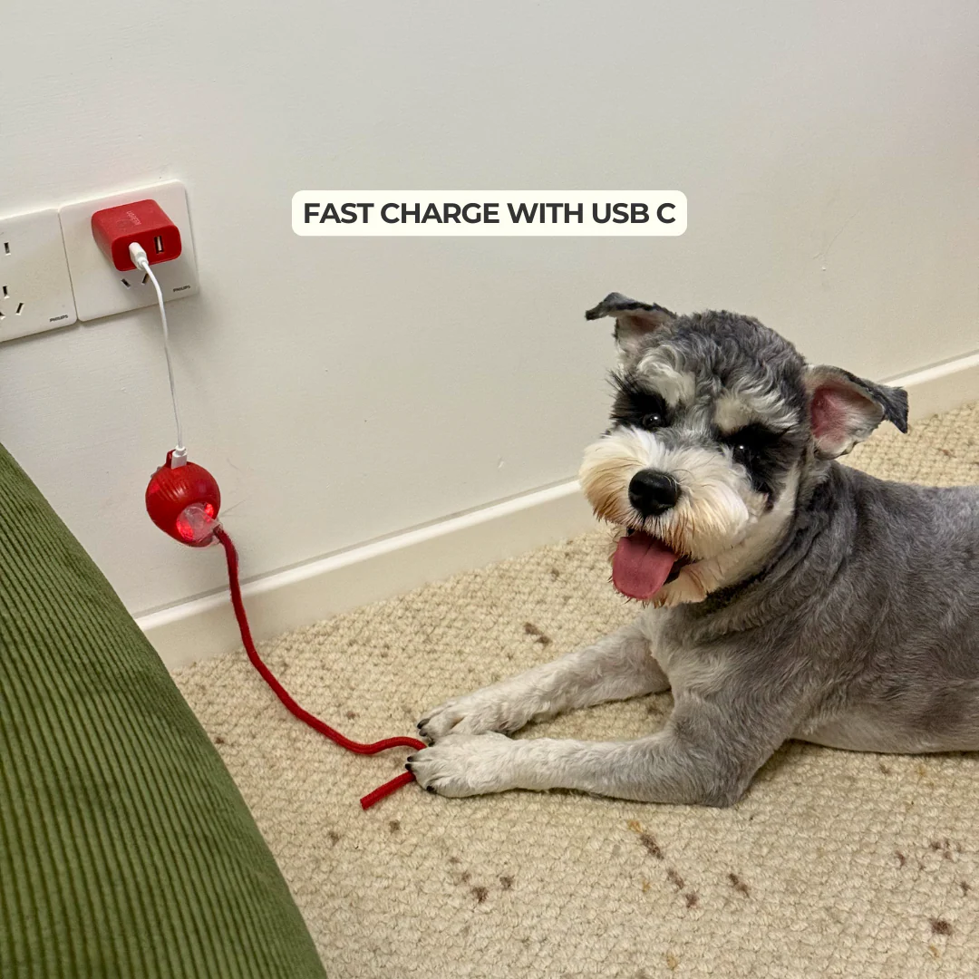 Dog Toy | Automatic Rolling Interactive Ball