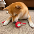 Dog Toy | Automatic Rolling Interactive Ball