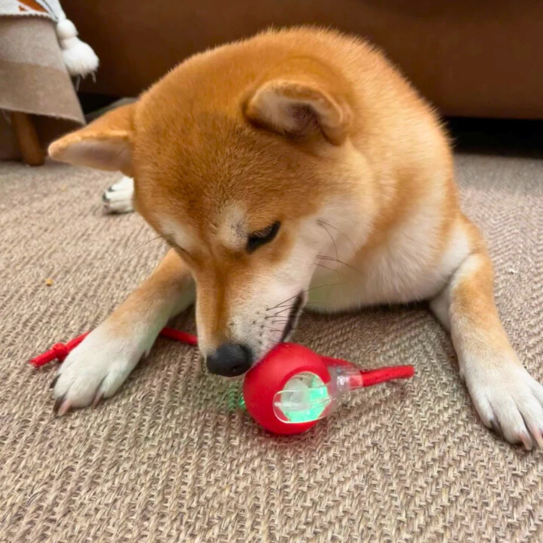 Dog Toy | Automatic Rolling Interactive Ball