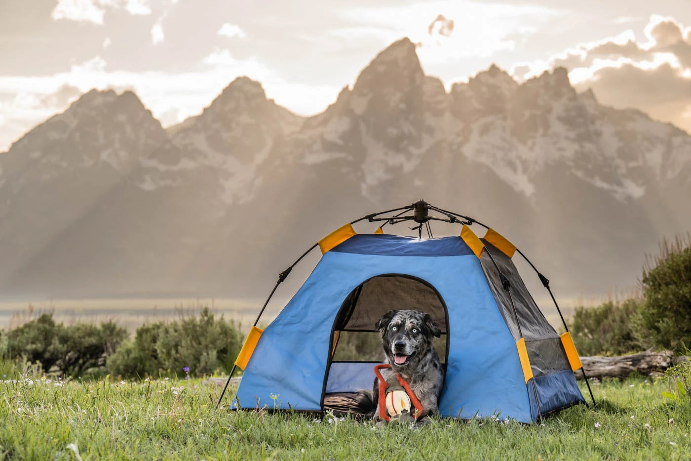 Dog Tent | Portable Outdoor Pet Shelter