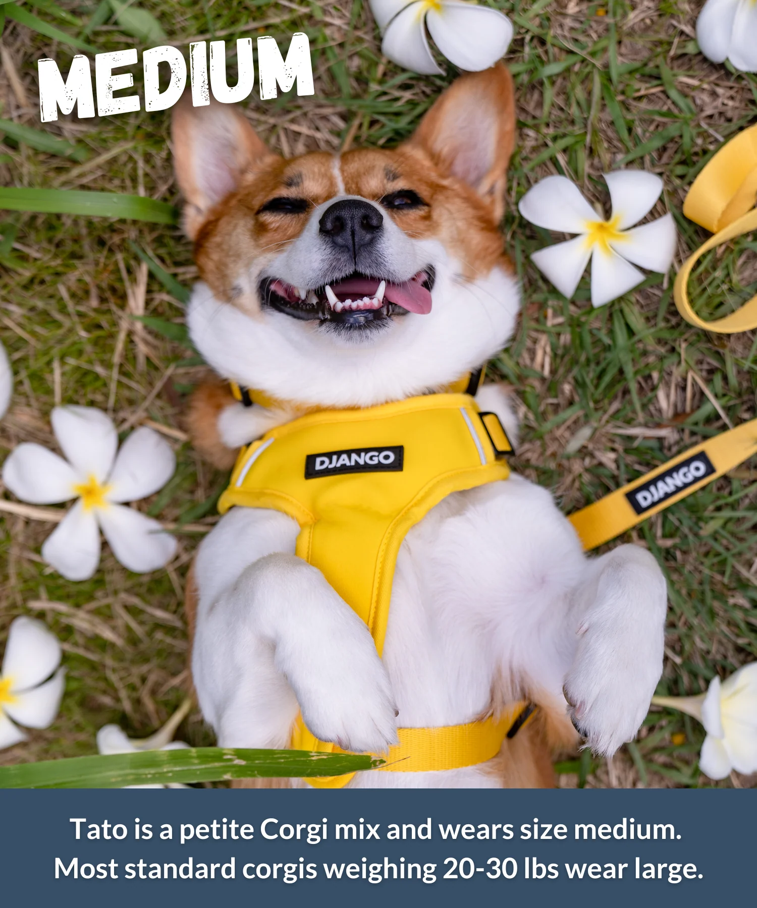 Dog Harness | Adventure Ready Comfort Fit