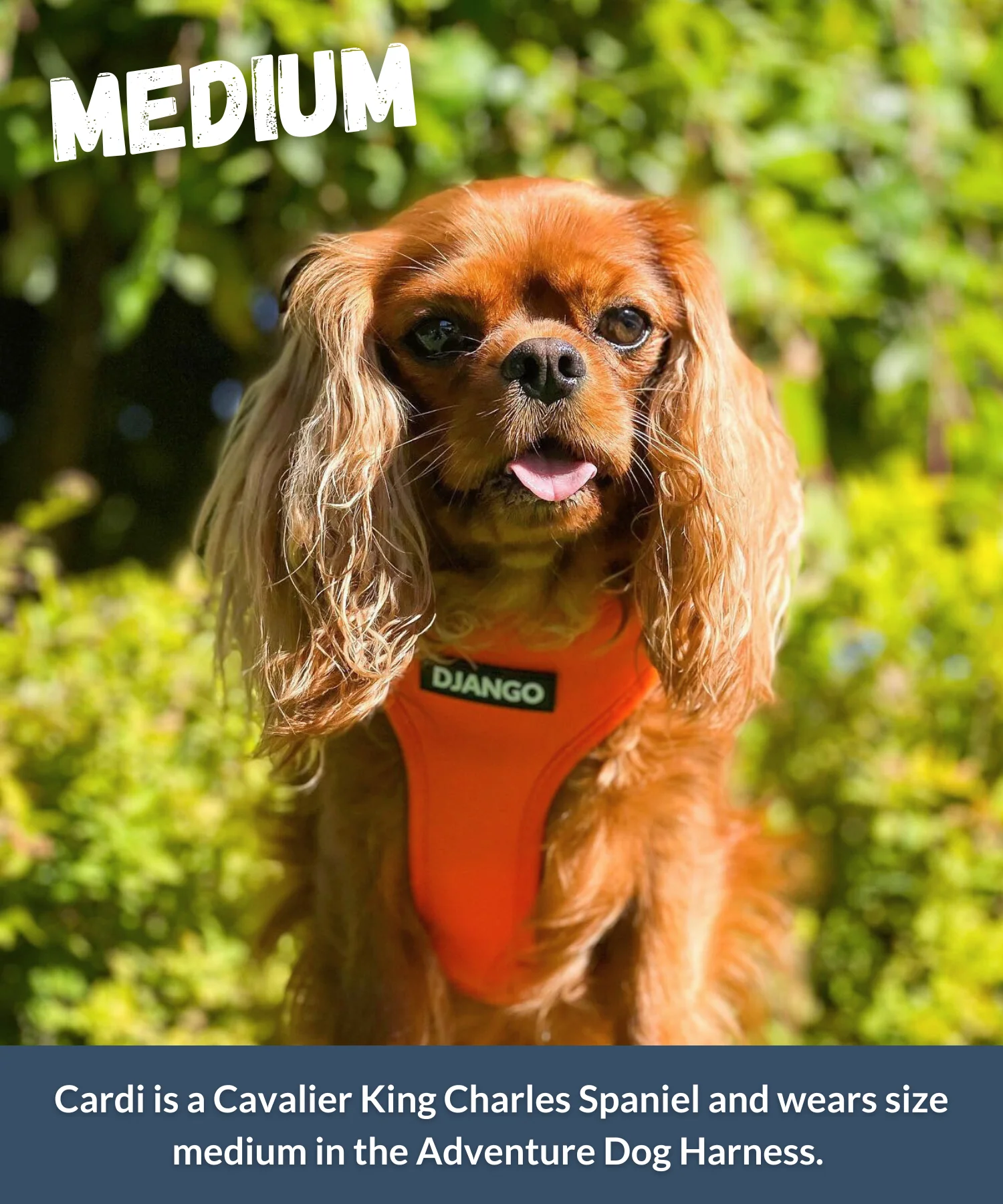 Dog Harness | Adventure Ready Comfort Fit