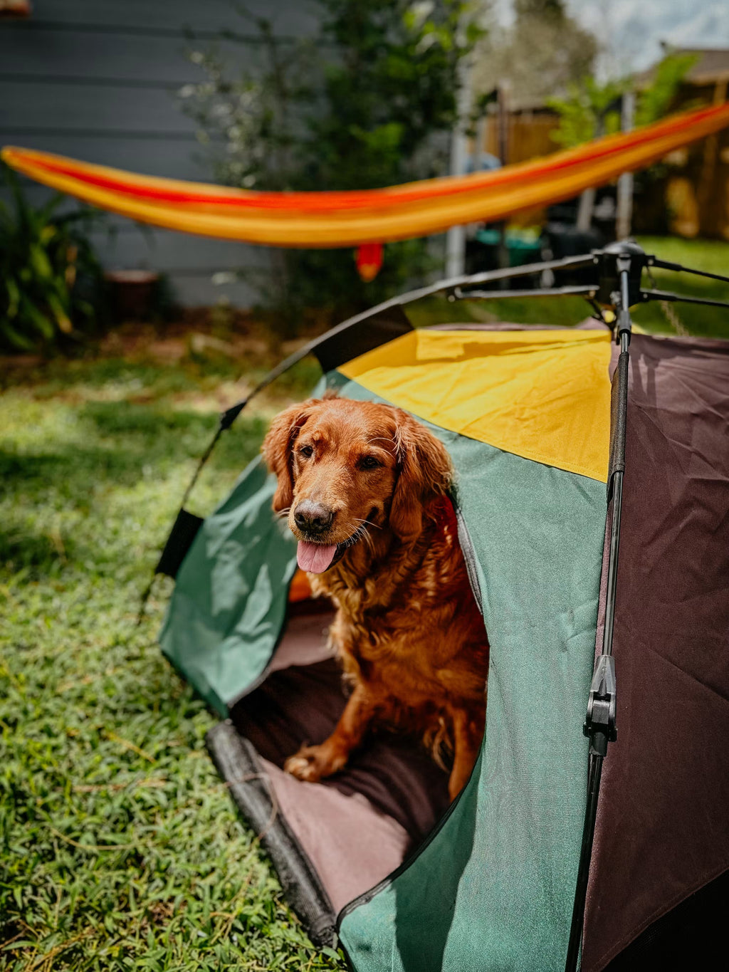 Dog Tent | Portable Outdoor Pet Shelter