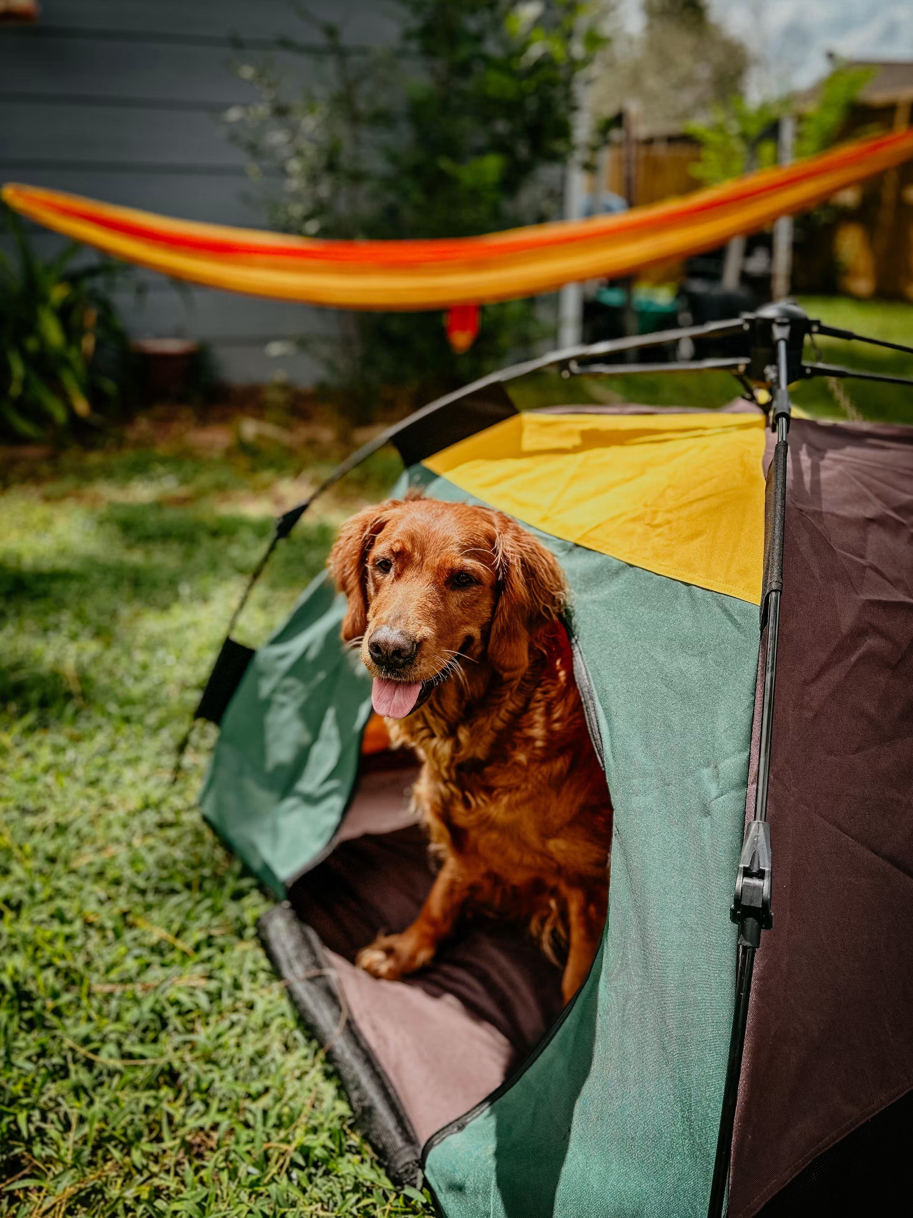 Dog Tent | Portable Outdoor Pet Shelter