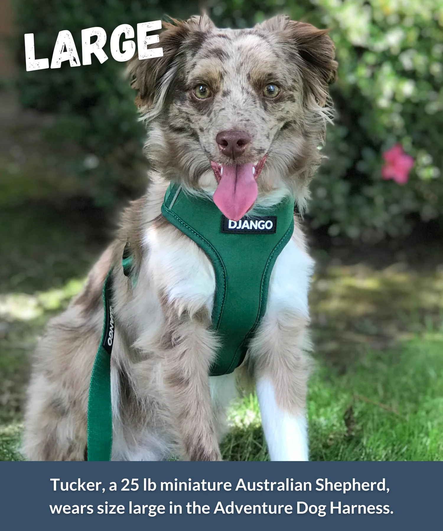 Dog Harness | Adventure Ready Comfort Fit