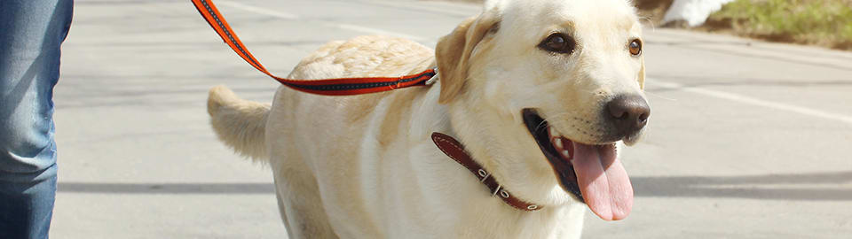 Dog Leash | Reflective Bungee Training Leash