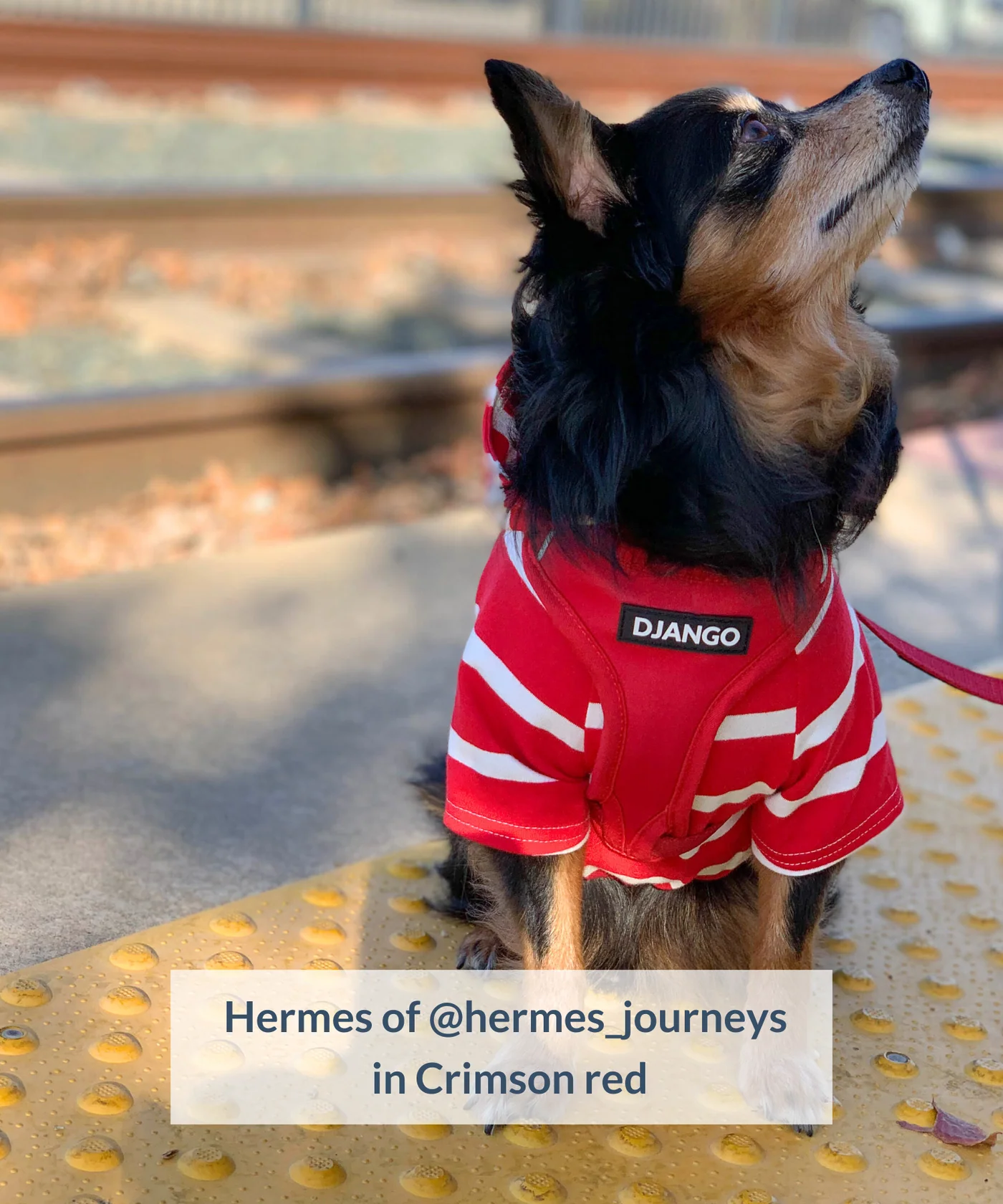 Dog Harness | Adventure Ready Comfort Fit