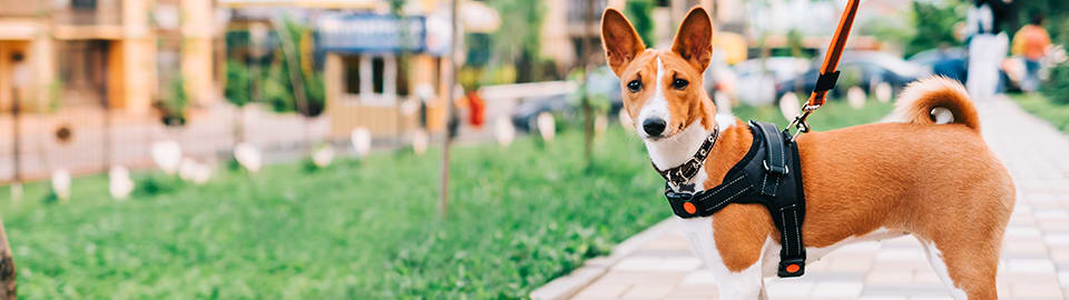 Dog Leash | Reflective Bungee Training Leash