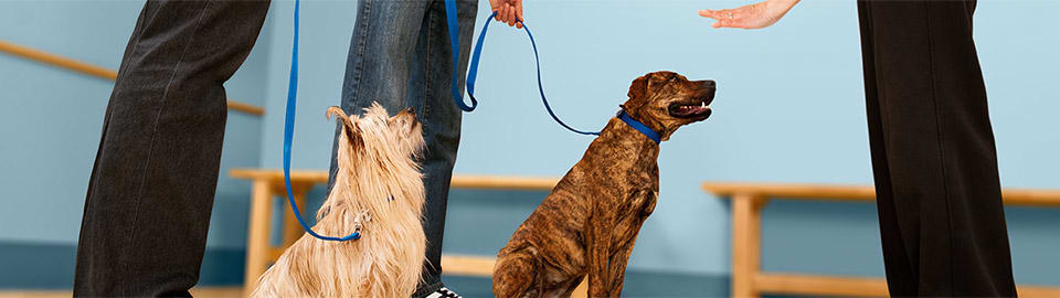 Dog Leash | Reflective Bungee Training Leash