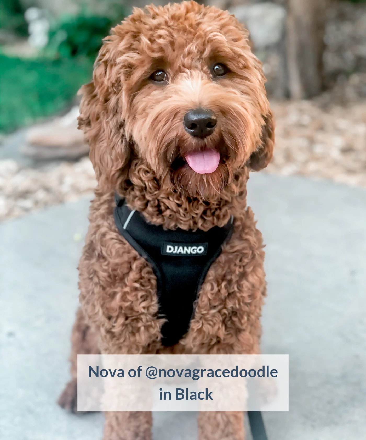 Dog Harness | Adventure Ready Comfort Fit