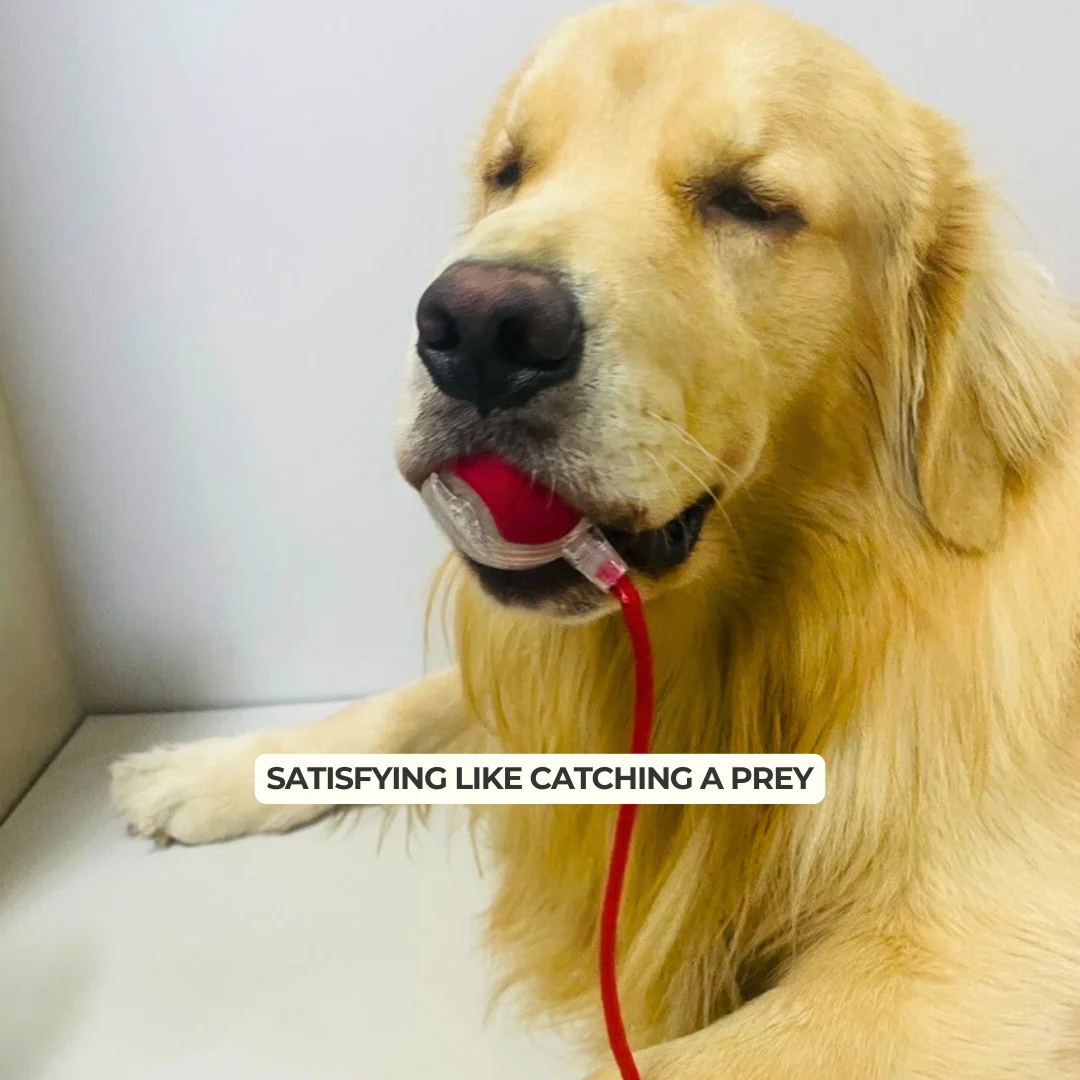 Dog Toy | Automatic Rolling Interactive Ball